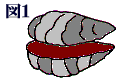 殻付き牡蠣イメージ